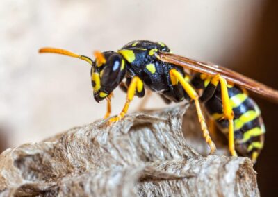 7 Most Common Pests In Washington State And What To Know