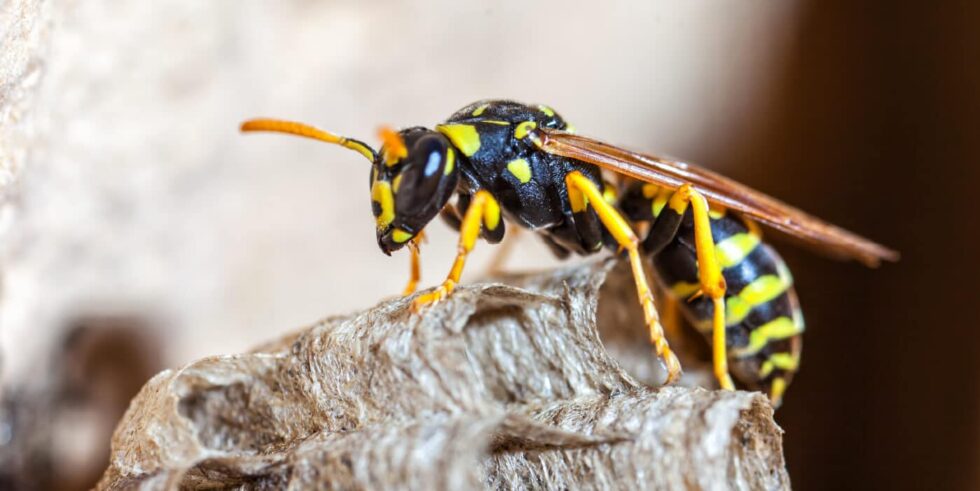 Close-Up Of A Yellow Jacket Wasp With Yellow And Black Markings, Perched On A Paper-Like Nest, Highlighting Its Body Structure And Nest-Building Behavior.