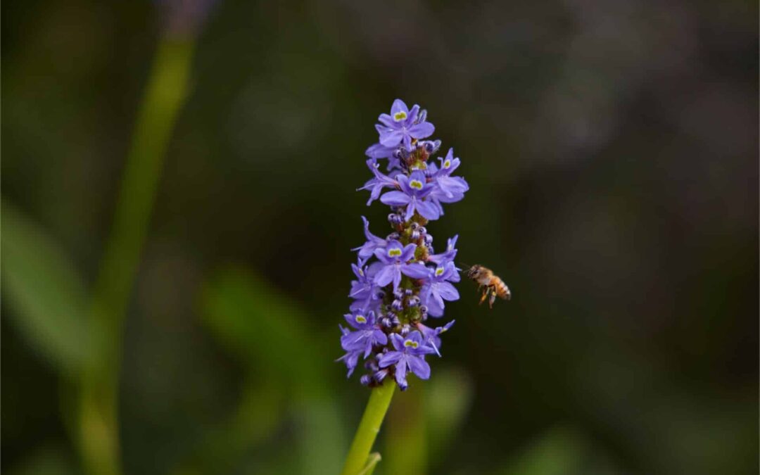 What Insect Stings Hurt The Most?