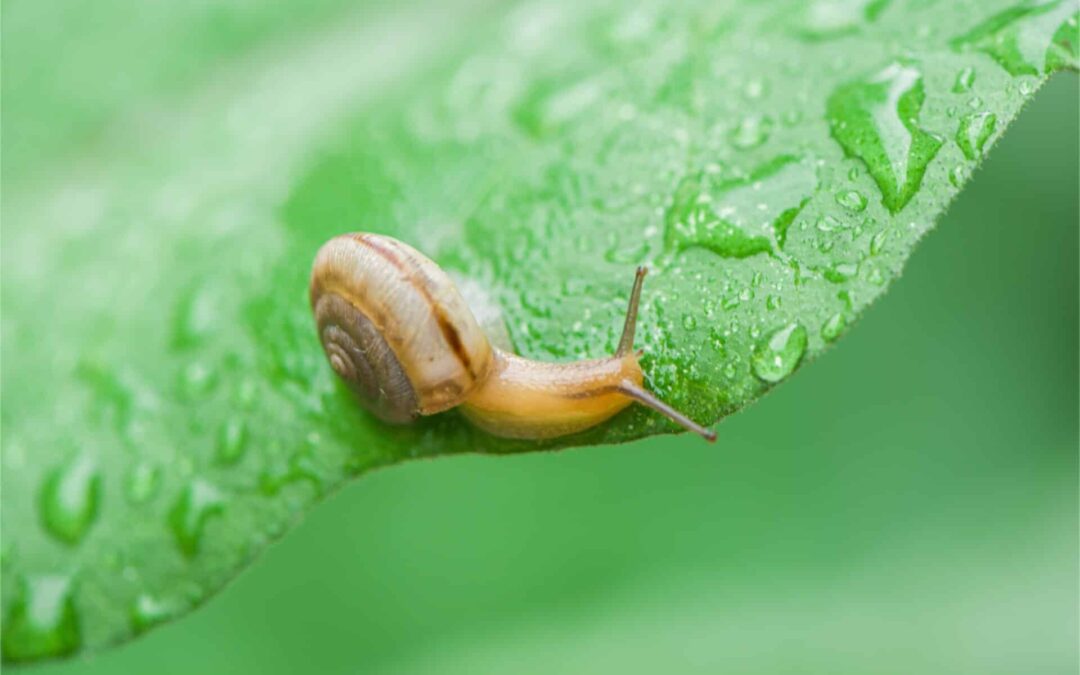 Why Do Snails and Slugs Come Out After it Rains?