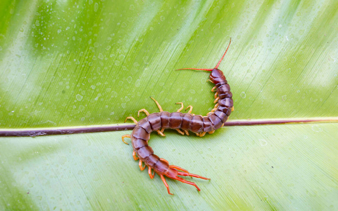 Are Centipedes and Millipedes Harmful?
