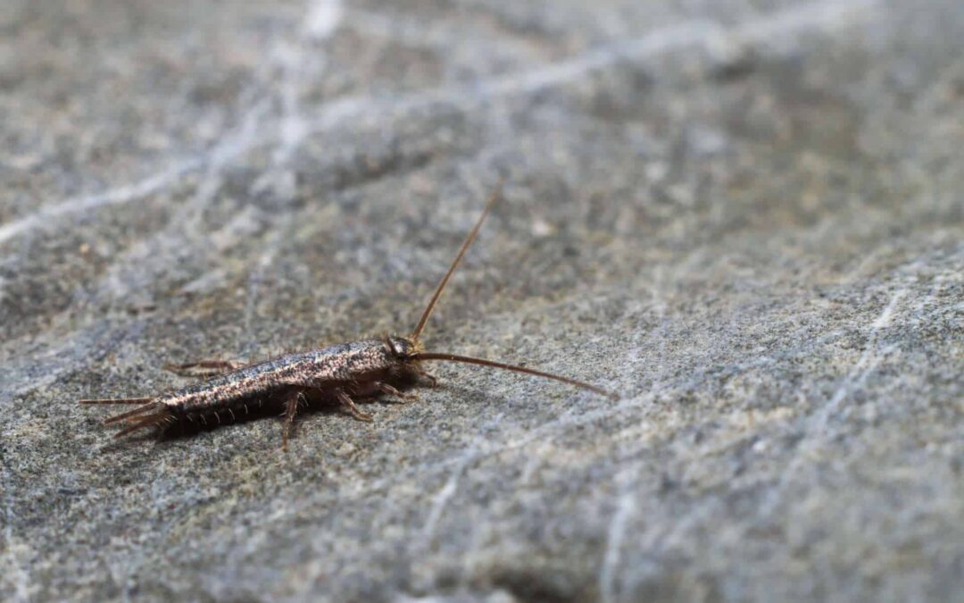 Are Silverfish Harmful to People?