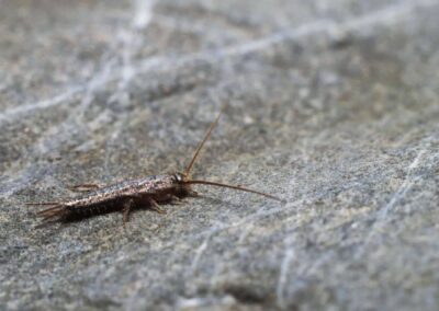 What Kind of Bugs Eat Clothes in Closets?
