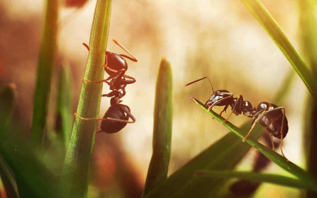 What Attracts Ants to Your Home?