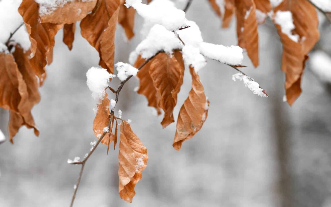 Can Roaches Survive in the Cold?