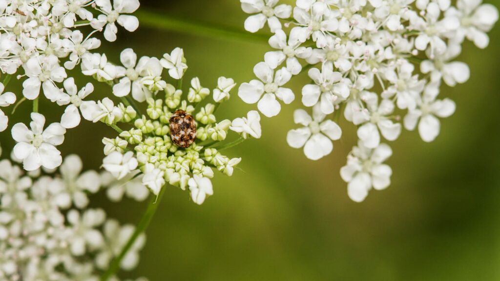 Close-Up Image Of A Small Beetle With A Speckled Brown And Black Body, Sitting On The Cluster Of Small White Flowers With Green Buds. The Background Is A Smooth, Blurred Green, Highlighting The Details Of The Beetle And The Delicate White Flowers.