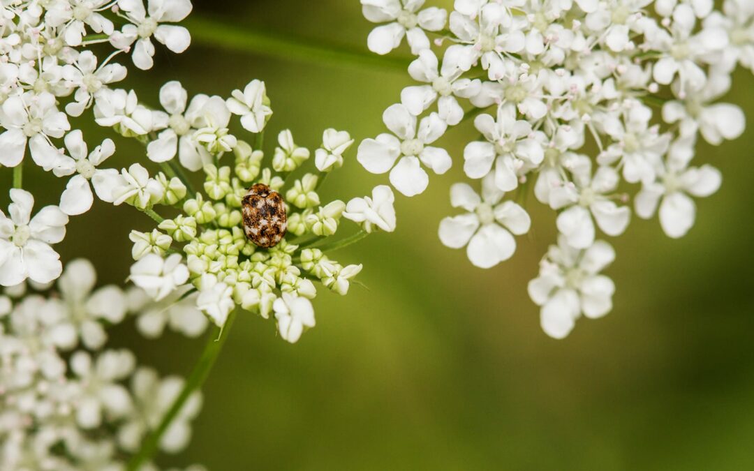Carpet Beetles: Identification, Prevention & Control Tips