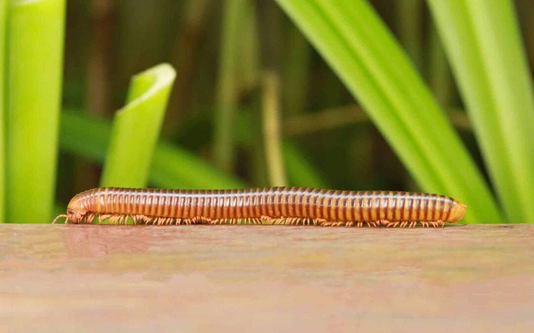 Centipedes vs. Millipedes