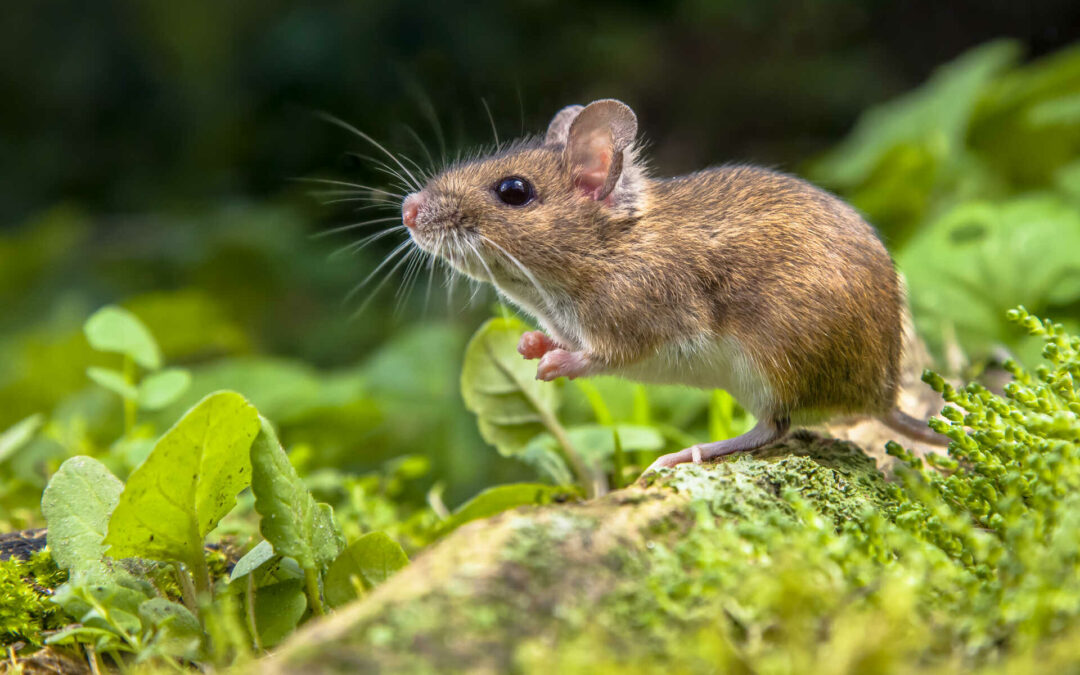 What’s the Difference Between a Rat and Mouse?