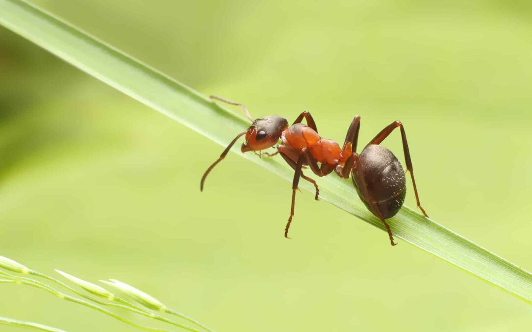 3 Strange Adaptations That Help Ants Survive