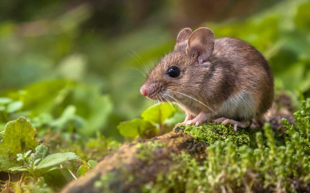 Diseases Carried by Mice & Rodents
