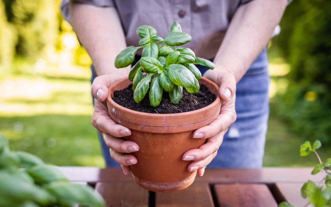 Do Mosquito Repellent Plants Prevent Bugs?