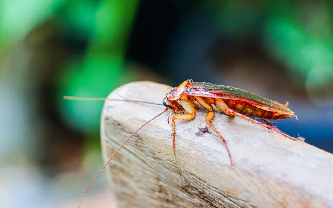 How to Prevent Cockroach Infestation After Traveling
