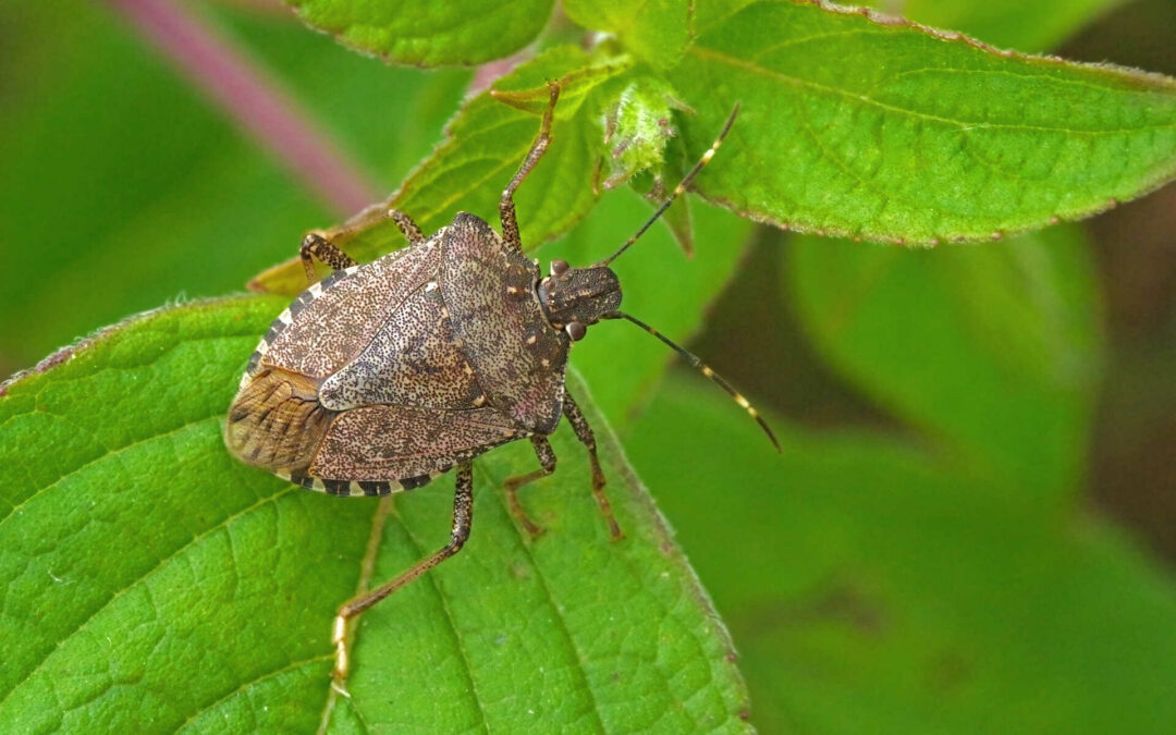 Do Stink Bugs Stink?