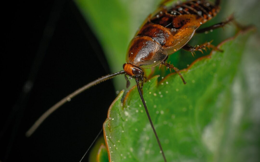 Does Boric Acid Kill Roaches?