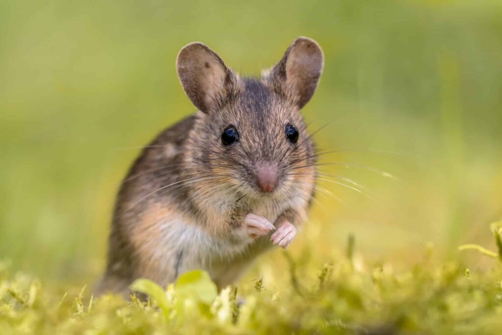 A Close-Up Image Of A Small Brown Mouse Standing On Green Moss, With Its Front Paws Raised And Black Eyes Looking Directly At The Camera.