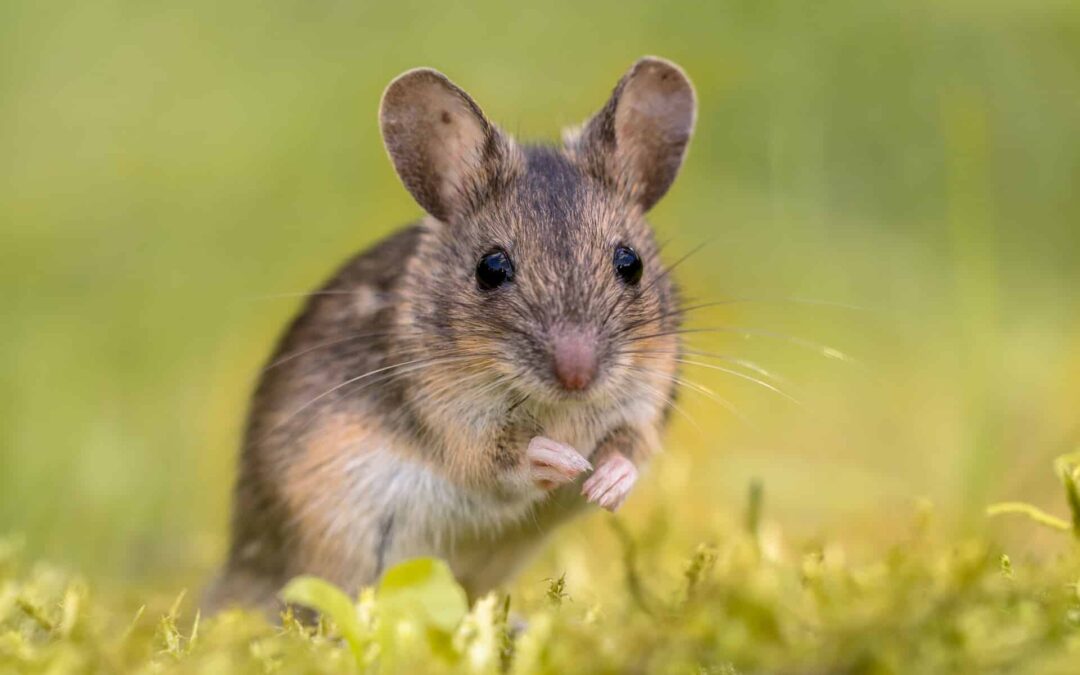 Does Peppermint Oil Repel Mice?