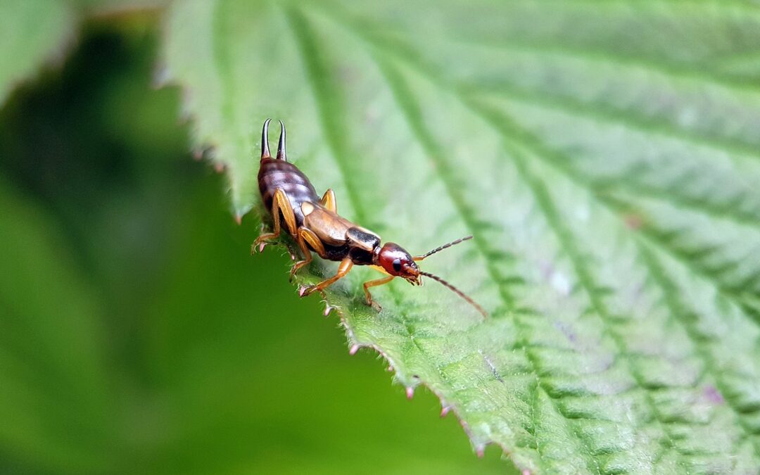 Ultimate guide to identifying, preventing, and treating earwigs