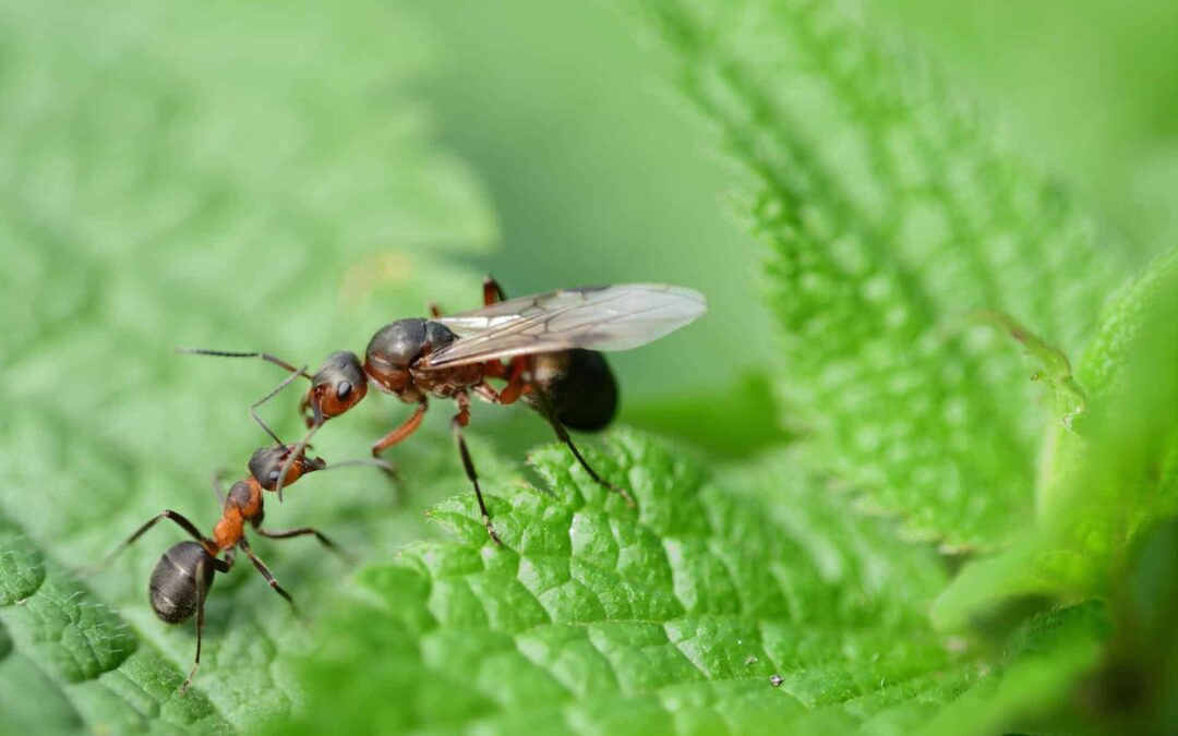 10 Fascinating Facts about Queen Ants