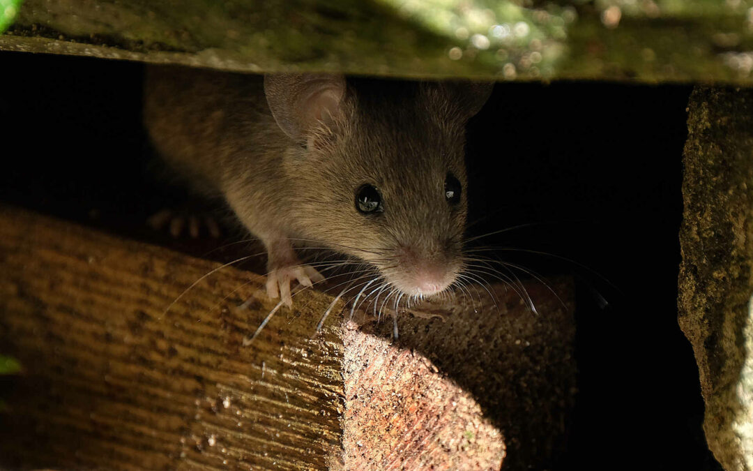5 Signs You Might Have a Rodent Problem in Your Home