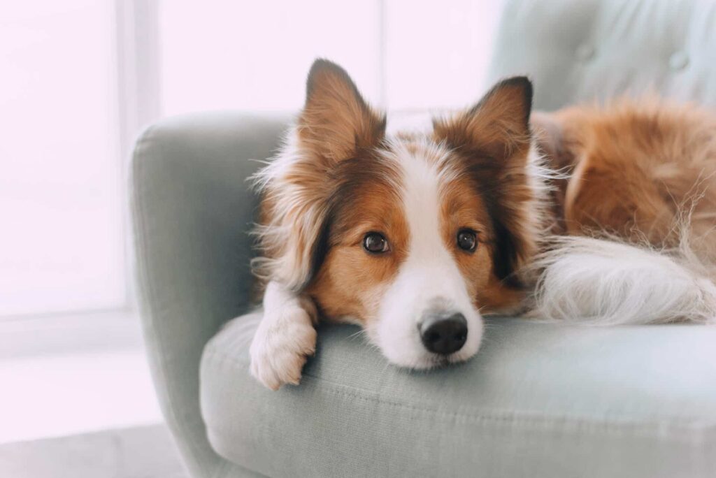 Close-Up Of A Brown And White Dog Lying On A Light Green Couch, Looking Directly At The Camera With A Relaxed Expression.