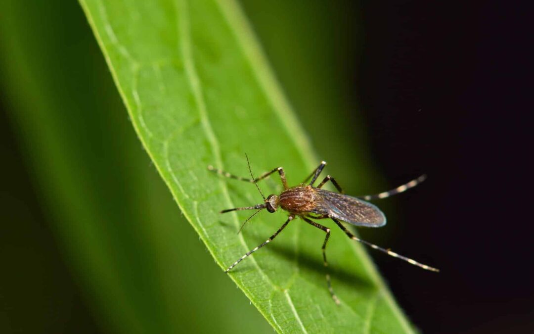 How Long do Mosquitoes Live?