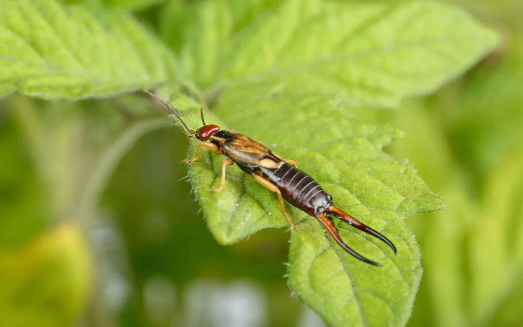 Why Earwigs Are Attracted to Your Home and How to Stop Them