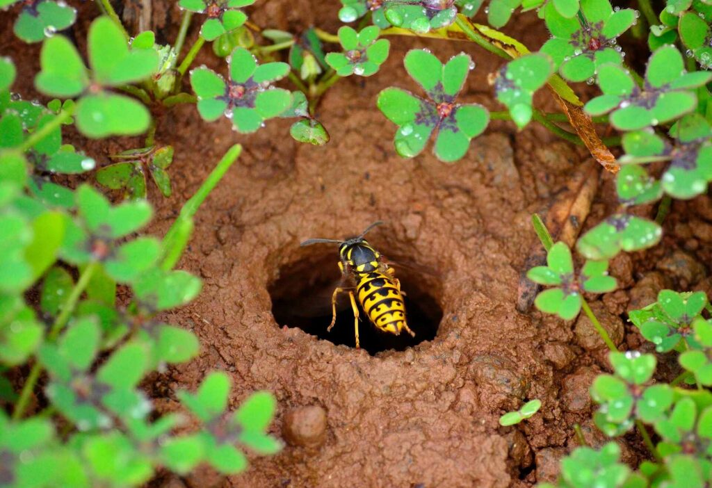 A Yellow Jacket Wasp Entering A Hole In The Ground Surrounded By Green Plants With Small Leaves.