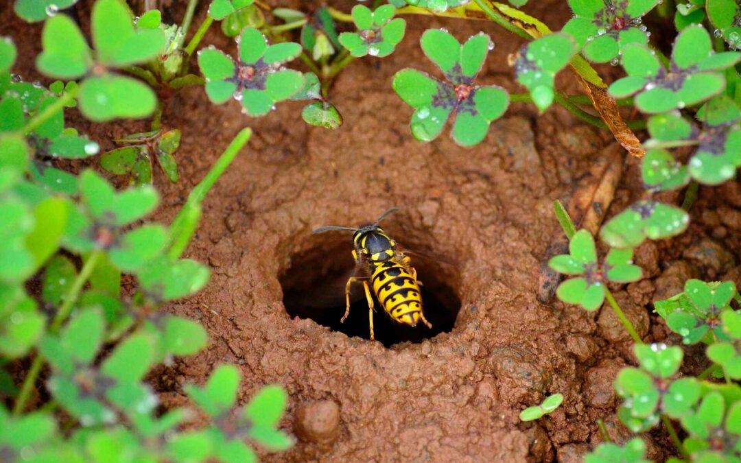 How to Get Rid of Ground Wasps