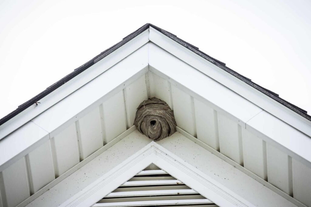 Large Wasp Nest Tucked Into The Apex Of A White House'S Gable, Beneath The Roofline.