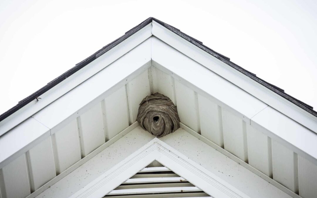 How to Identify and Remove a Wasp Nest