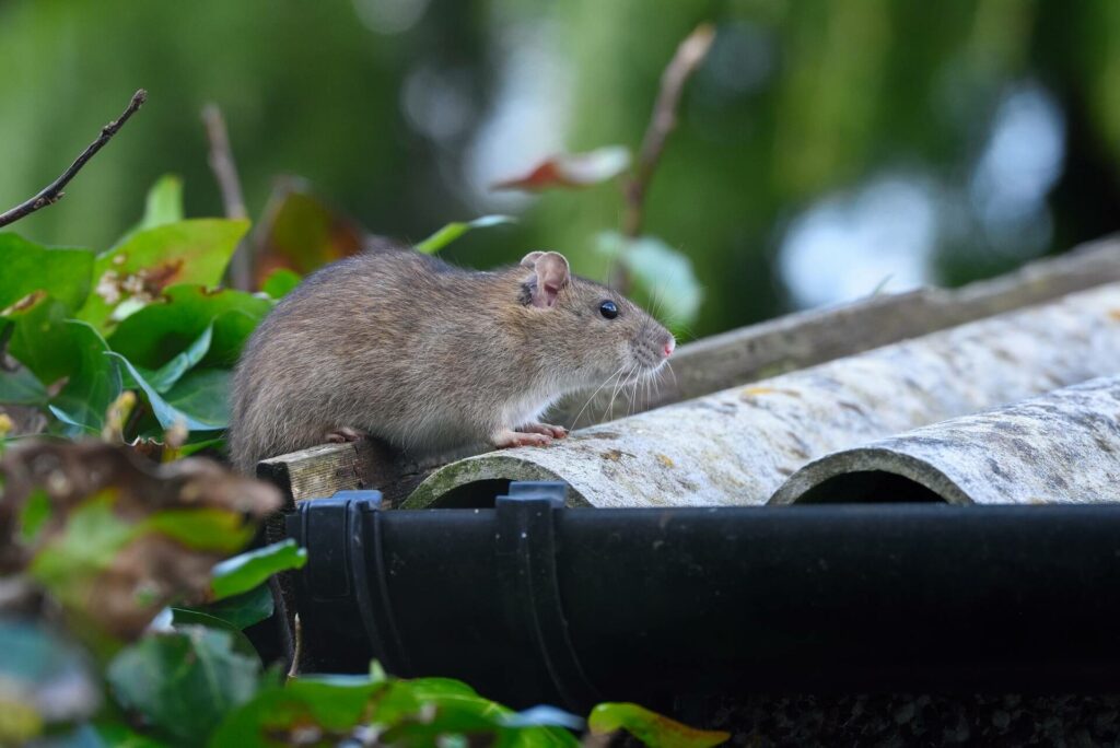 A Brown Rat Sitting On The Edge Of A Roof Covered In Green Leaves, With A Blurred Green Background.