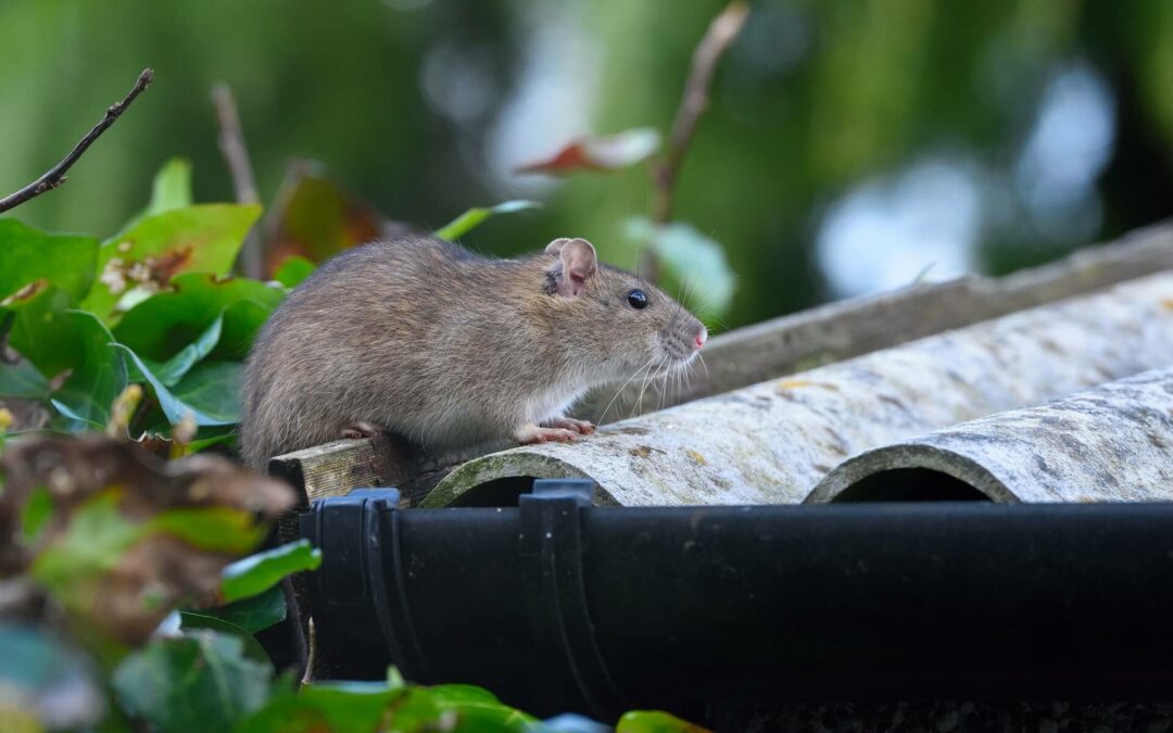 Roof Rats in Structural Crevices: What to Know