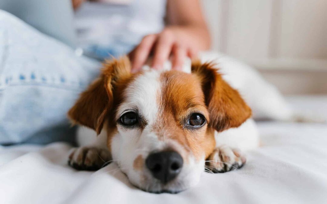 How to Tell if Your Pet Has Fleas