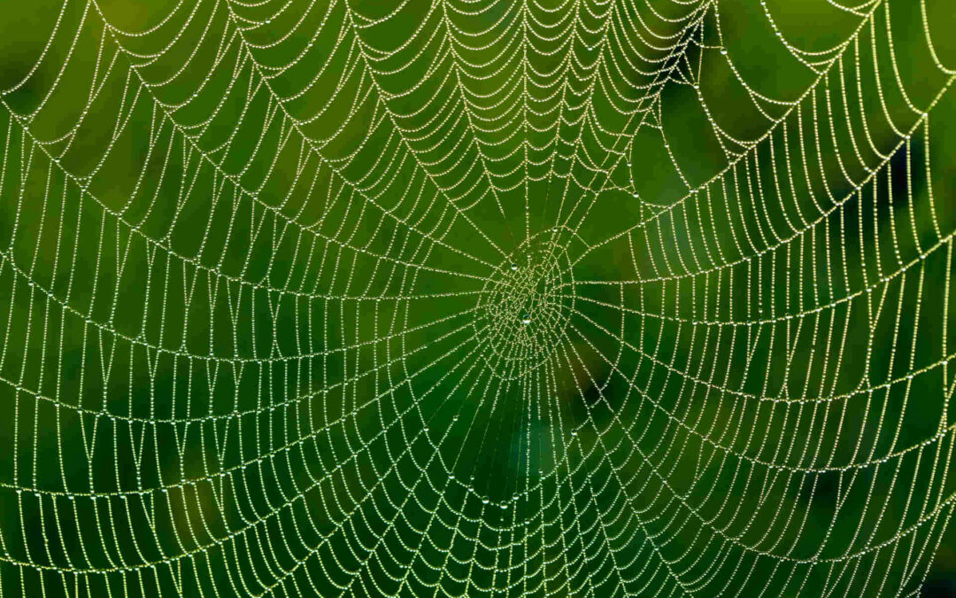 Identifying Spider Webs Around Your House