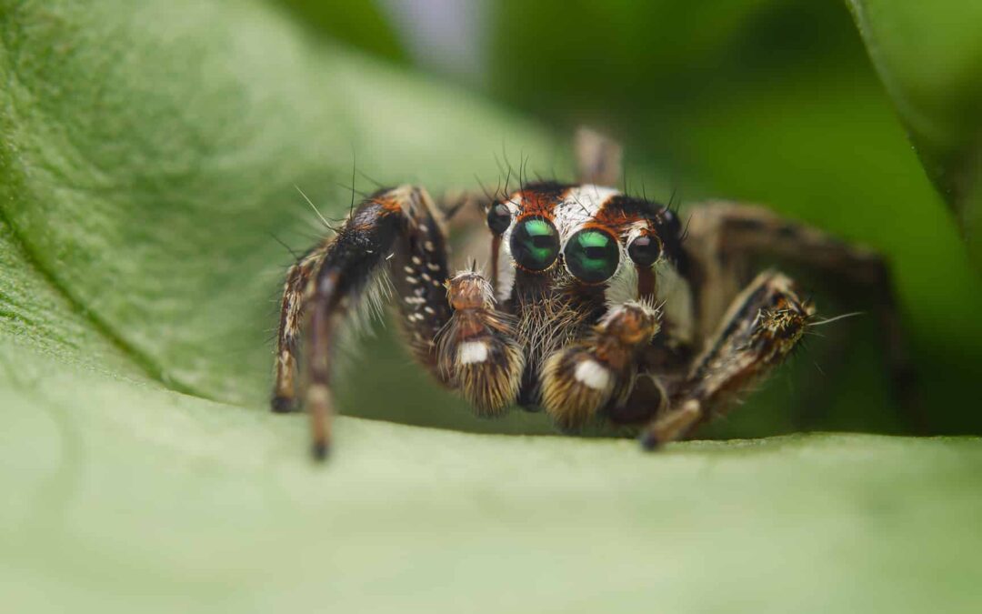 Jumping Spider Control: Effective Methods to Eliminate and Prevent