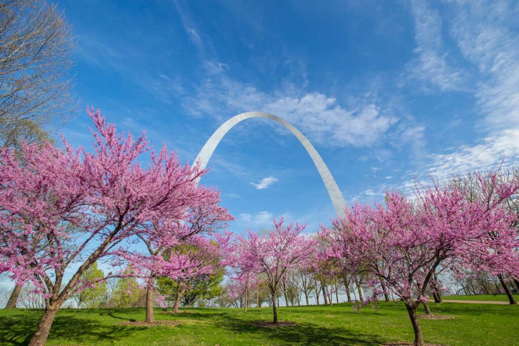 Gateway Arch With Blooming Pink Trees In The Foreground Under A Bright Blue Sky.