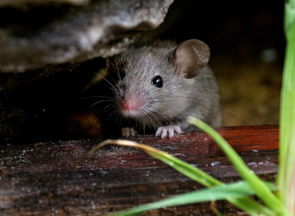 A House Mouse With Gray Fur Peeking Out From Behind A Wooden Plank.