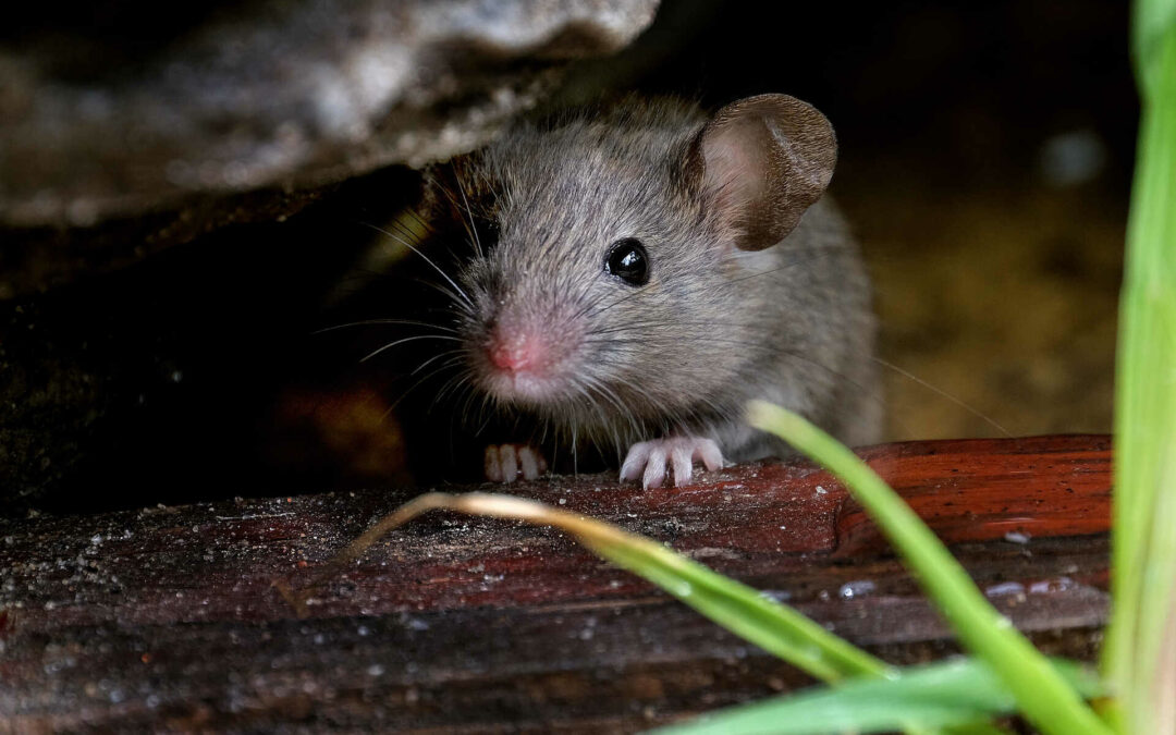 Signs of a Mouse Infestation