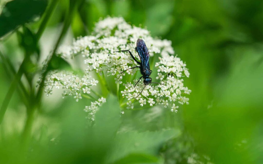 What Are Blue Mud Dauber Wasps?
