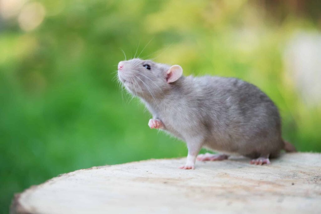 A Gray Rat With Pink Ears And Nose Standing On A Wooden Surface With A Blurred Green Background.