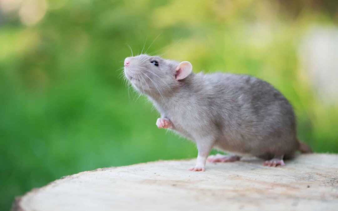 5 Signs You Might Have a Rodent Problem in Your Home (and What to Do About It)