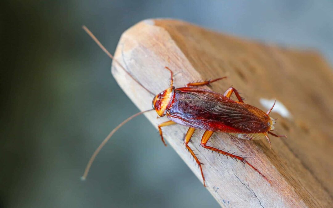 What Do Baby Cockroaches Look Like?