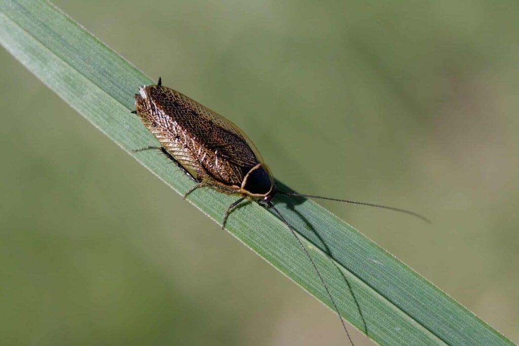 A Brown Cockroach With Long Antennae Resting On A Green Leaf, Viewed Up Close, Against A Blurred Natural Background.