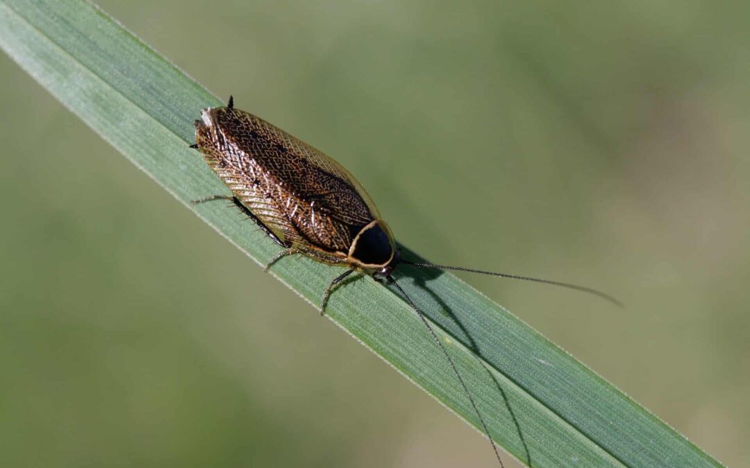 What do Cockroach Eggs Look Like?