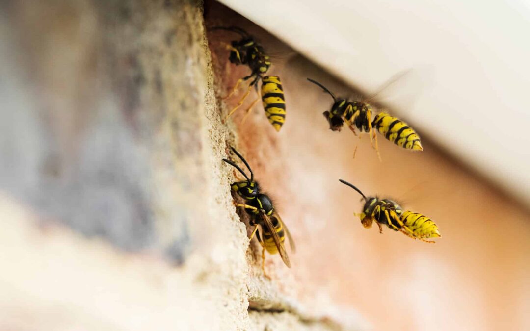What to Do After a Wasp Sting?