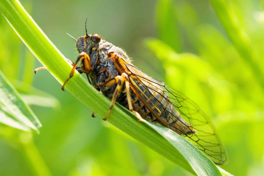 A Detailed Close-Up Of A Cicada Perched On A Green Leaf, Displaying Its Intricate Wings And Textured Body Against A Vibrant, Blurred Background.