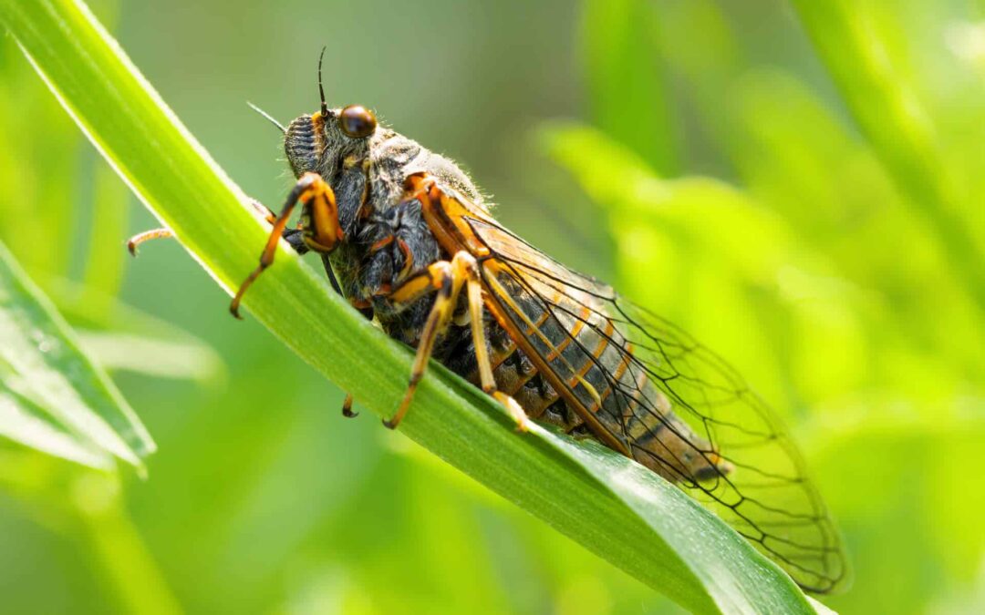 What to Expect With Cicadas