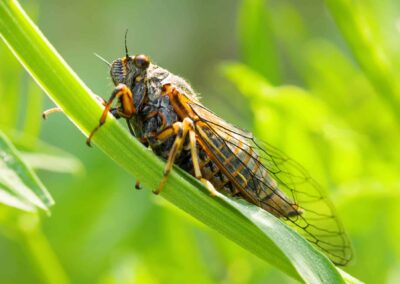 What Is the Definition of Insect?