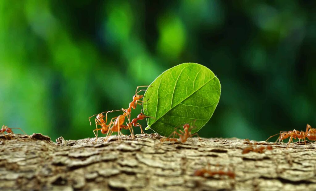 Red Ants Carrying A Large Green Leaf Across A Rough Tree Bark Surface With A Blurred Green Background.